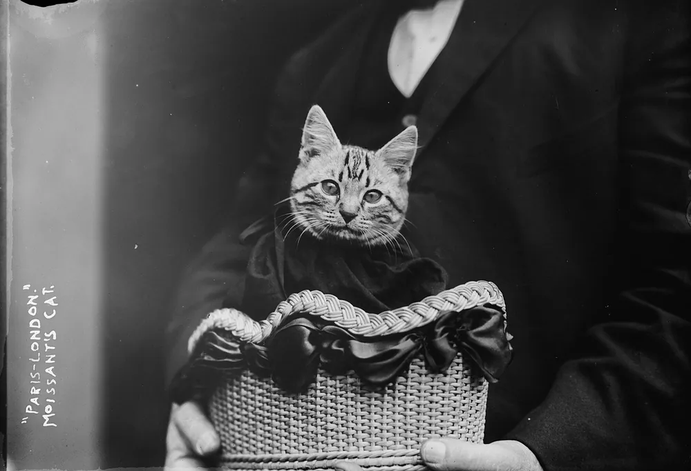 Aviator's Cat in a Basket