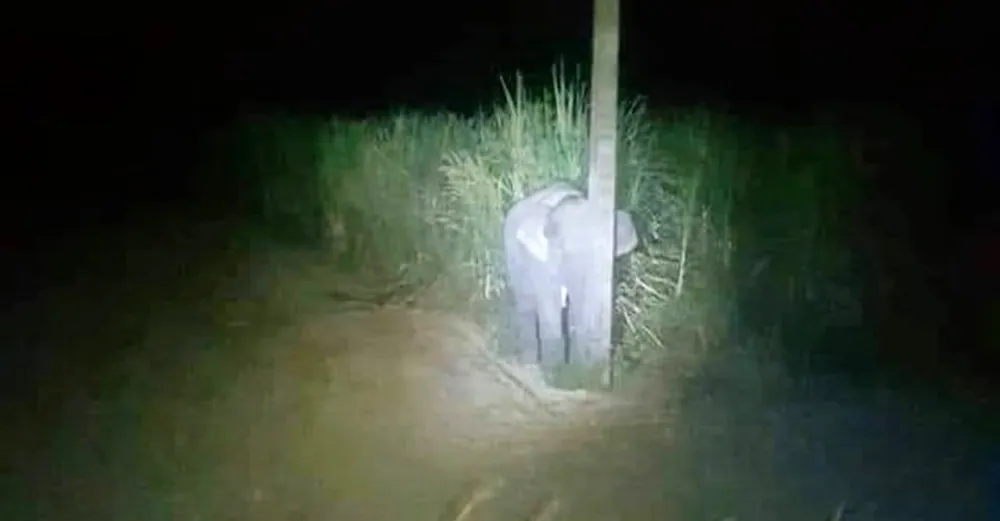 Baby Elephant Hiding Behind a Pole