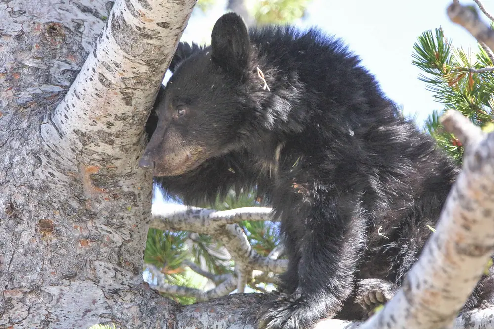 Bear Cub Clinging On