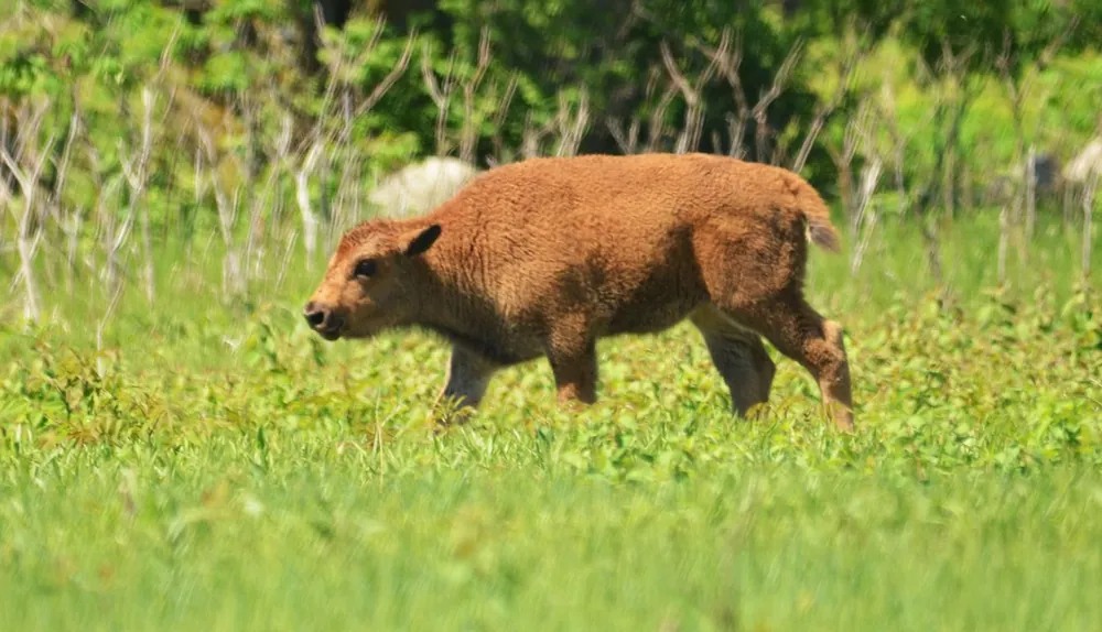 Bison Calf Running Late