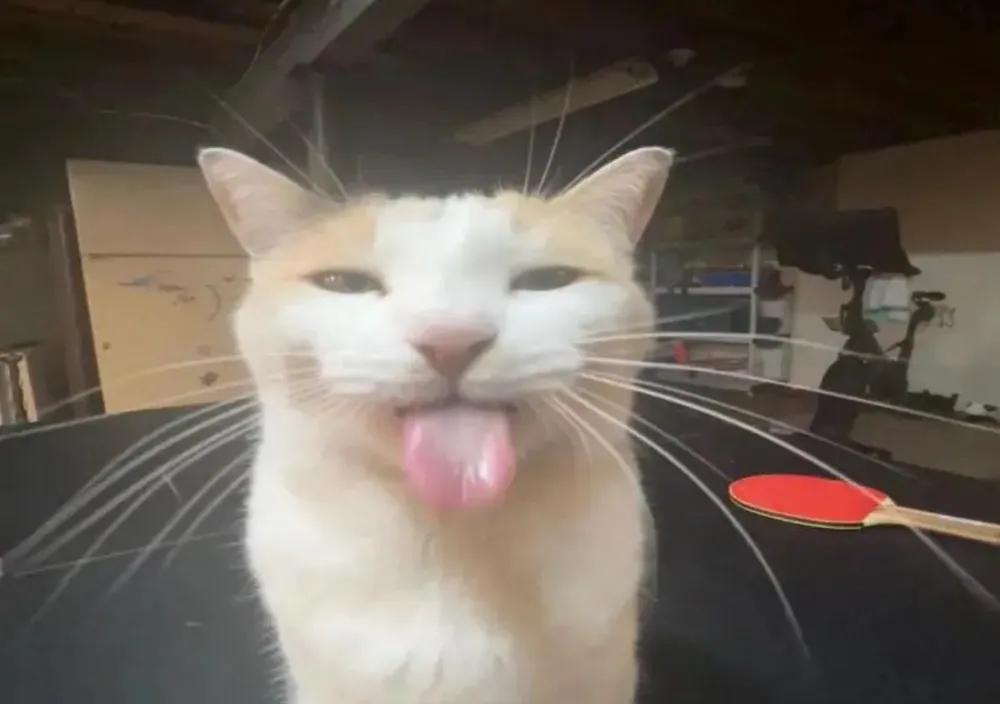 Bleh Cat