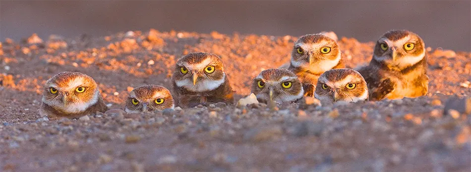 Burrowing Owls Staring