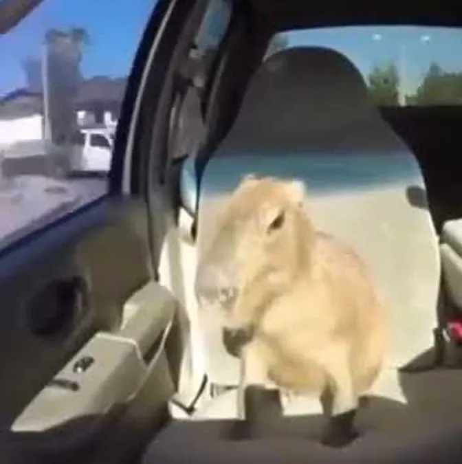 Capybara OK I Pull Up