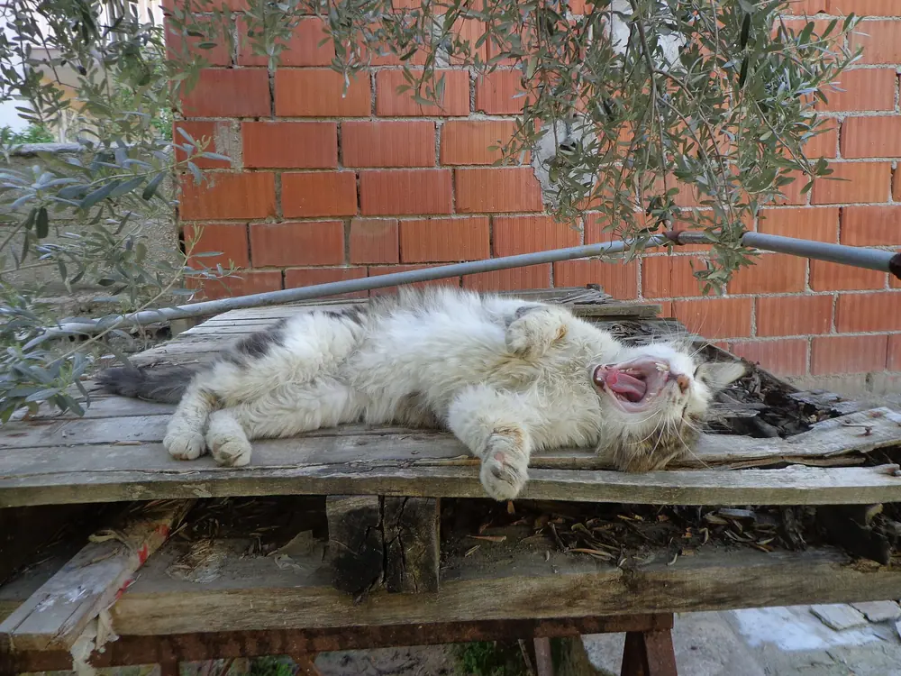Screaming Yawn Cat