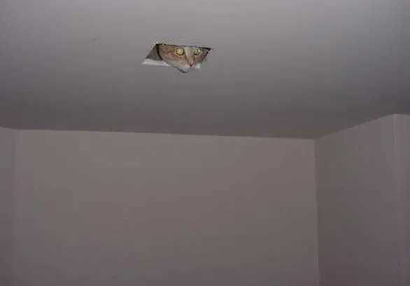 Ceiling Cat