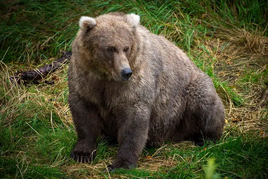 Chonky Bear Sitting
