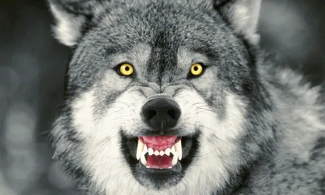 Courage Wolf