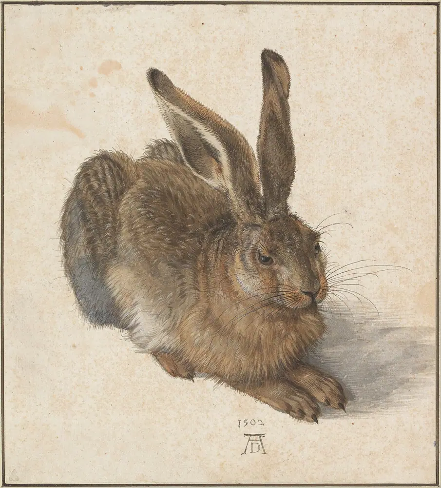 Young Hare (Dürer)