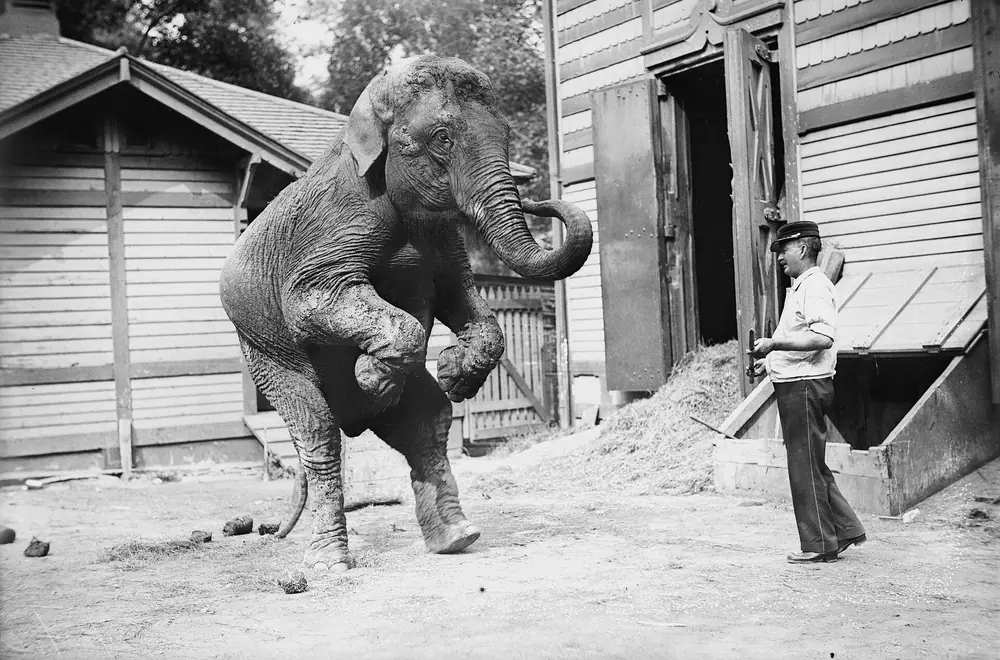 Dancing Elephant