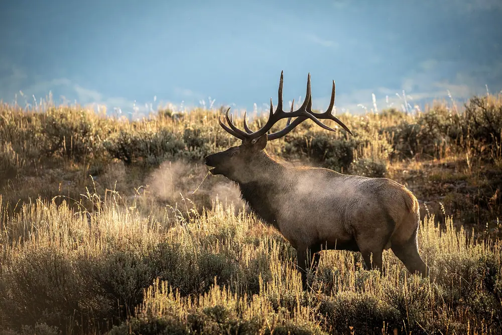 Screaming Elk