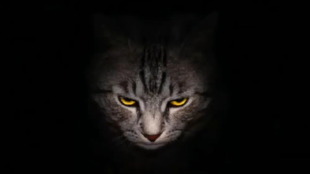 Evil Kitty