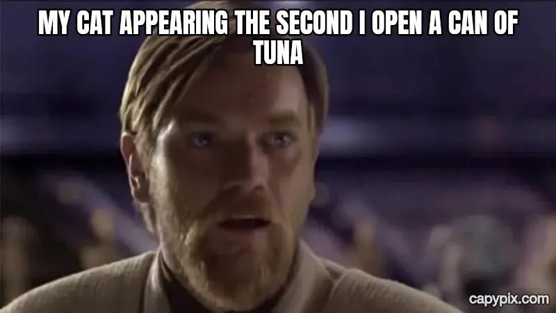 Hello There meme example: My cat appearing the second I open a can of tuna