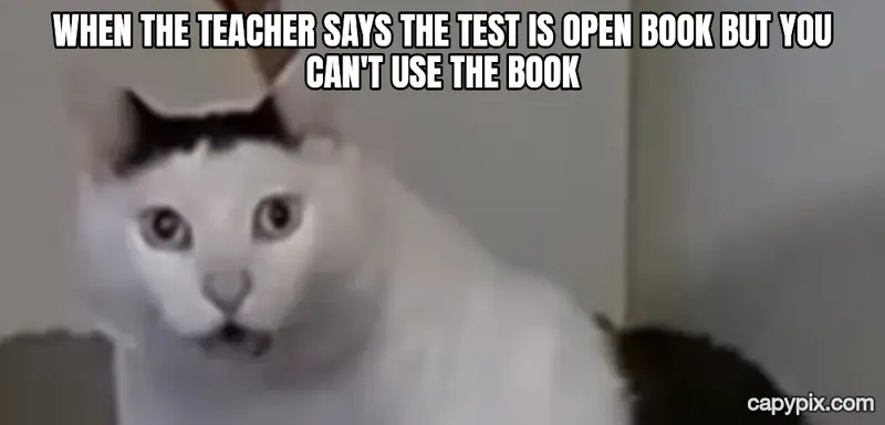Huh Cat meme example: When the teacher says the test is open book but you can't use the book
