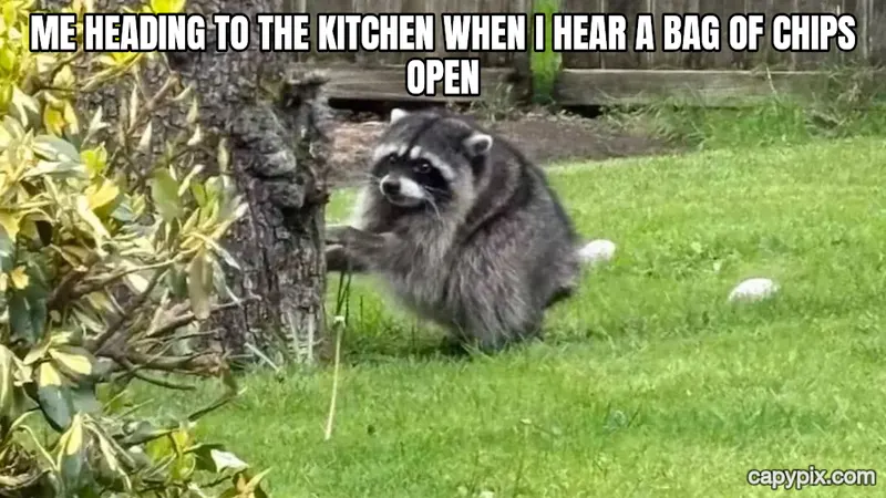 Jimothy the Raccoon meme example: Me heading to the kitchen when I hear a bag of chips open