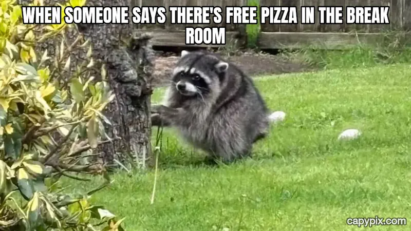 Jimothy the Raccoon meme example: When someone says there's free pizza in the break room