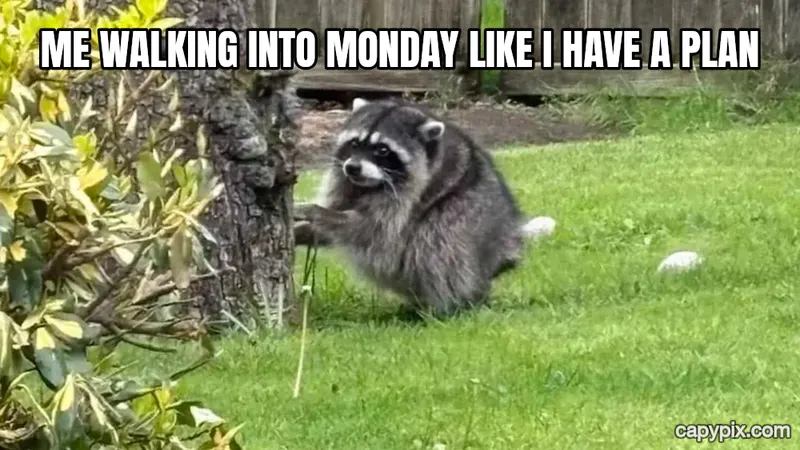 Jimothy the Raccoon meme example: Me walking into Monday like I have a plan