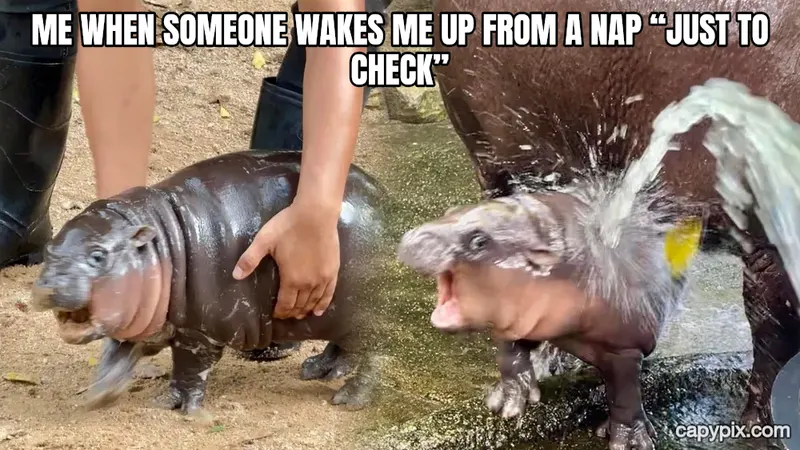 Moo Deng meme example: Me when someone wakes me up from a nap “just to check”