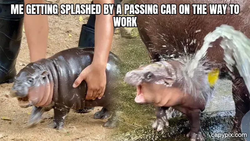Moo Deng meme example: Me getting splashed by a passing car on the way to work
