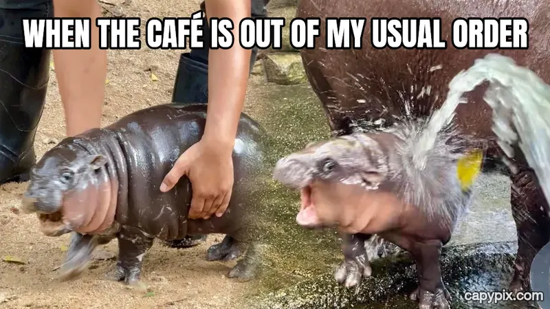 Moo Deng meme example: When the café is out of my usual order