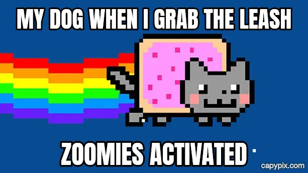 Nyan Cat meme example: My dog when I grab the leash / Zoomies activated