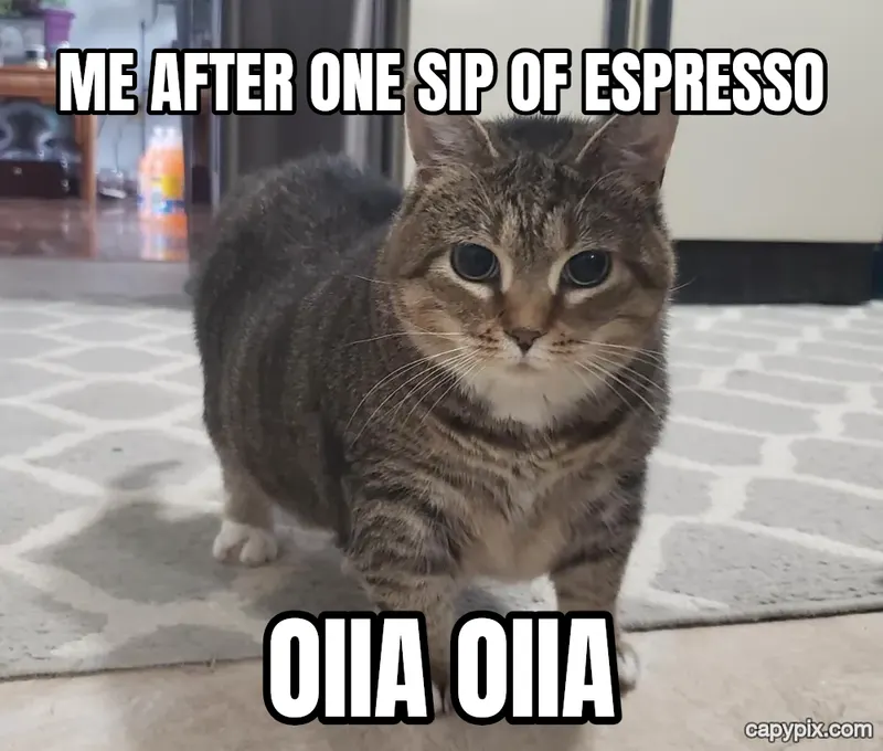 OIIA Cat meme example: Me after one sip of espresso / OIIA OIIA
