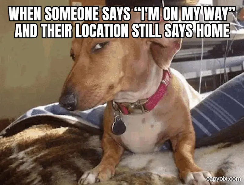 Side Eye Dog meme example: When someone says “I'm on my way” and their location still says home