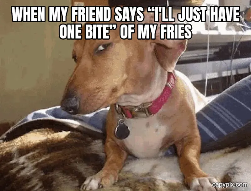 Side Eye Dog meme example: When my friend says “I'll just have one bite” of my fries