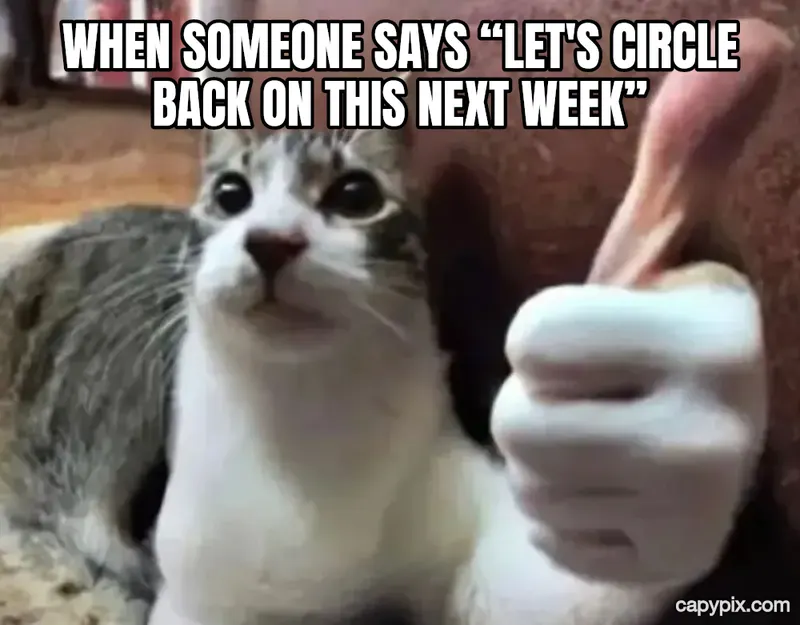 Thumbs Up Cat meme example: When someone says “let's circle back on this next week”