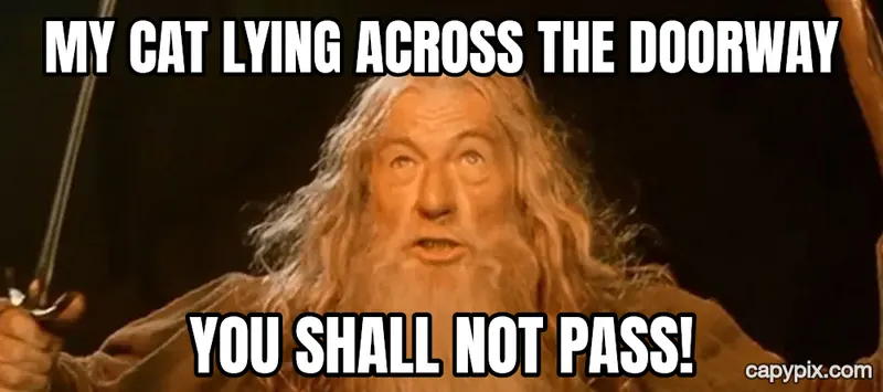 You Shall Not Pass meme example: My cat lying across the doorway / You shall not pass!