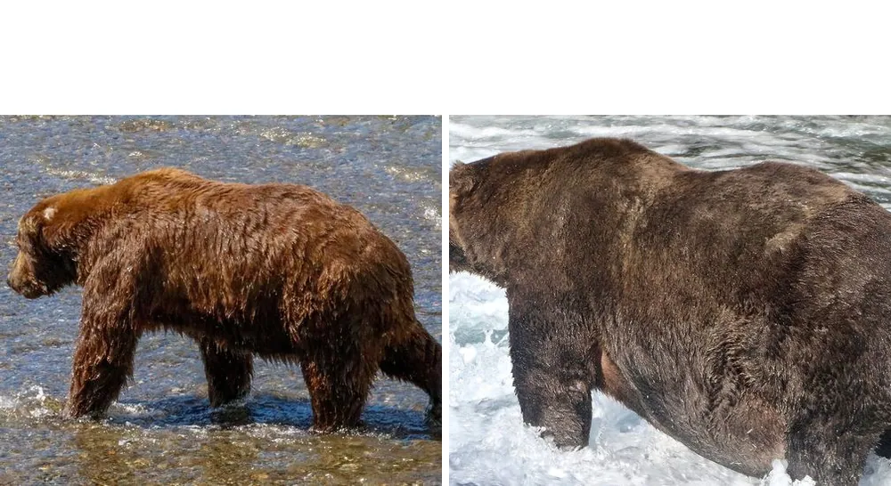 Fat Bear Before and After