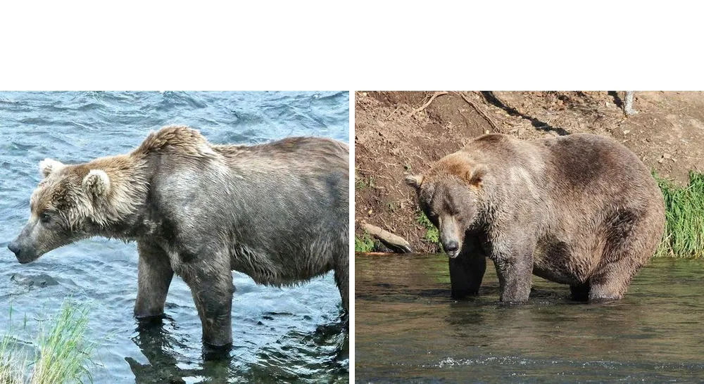 Otis the Fat Bear Glow-Up