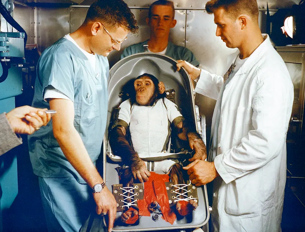 Space Chimp Strapped In
