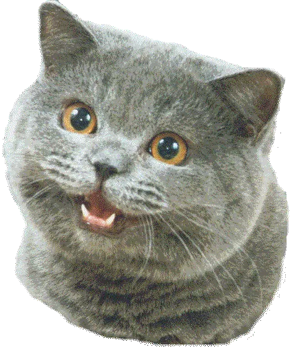 Happy Cat (I Can Has Cheezburger)