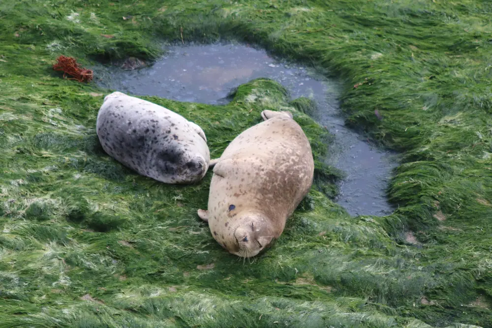 Potato Seals
