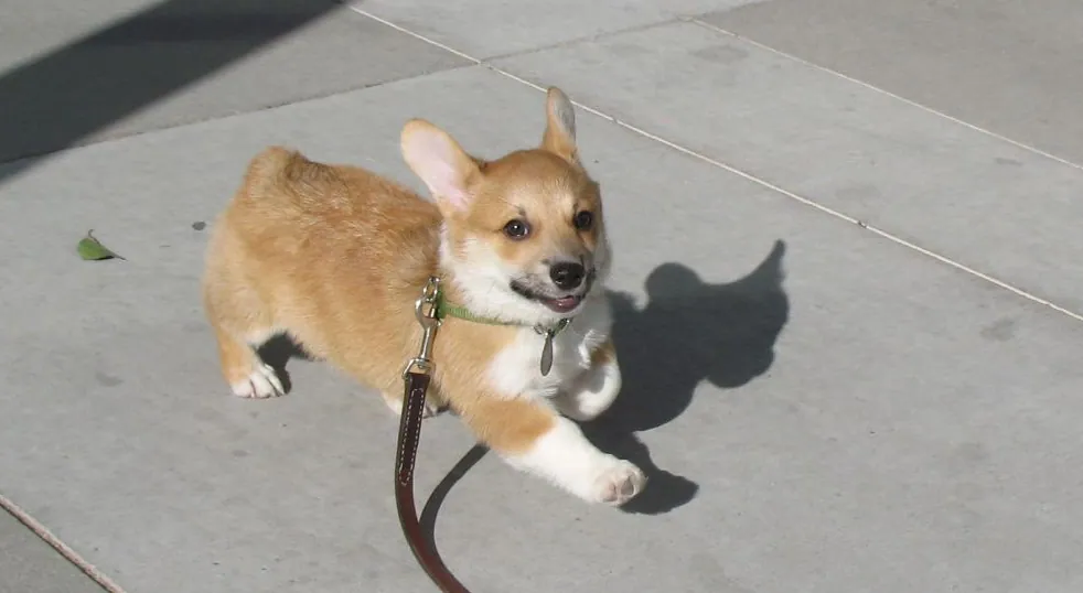 Haters Gonna Hate (Corgi)