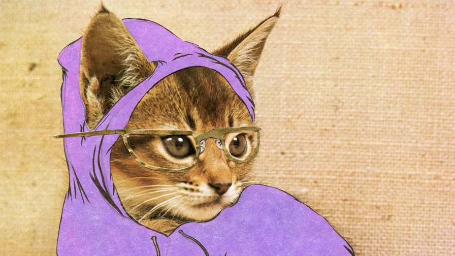Hipster Kitty