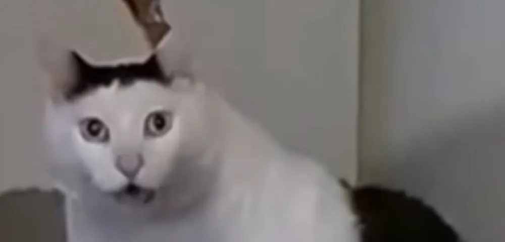 Huh Cat