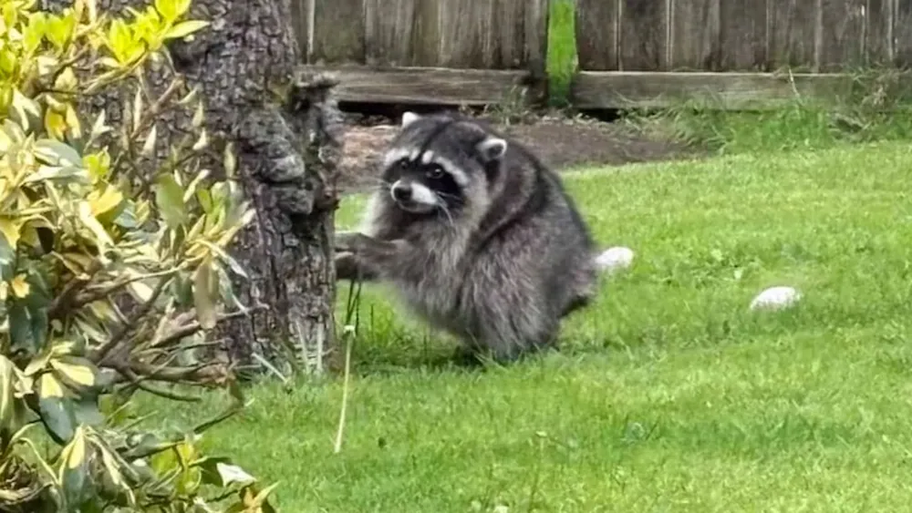 Jimothy the Raccoon