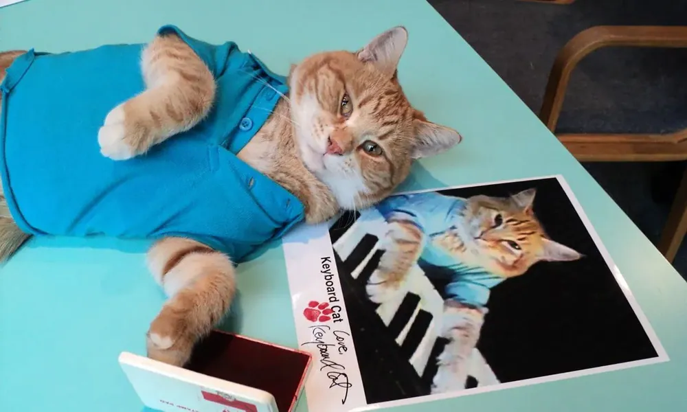 Keyboard Cat