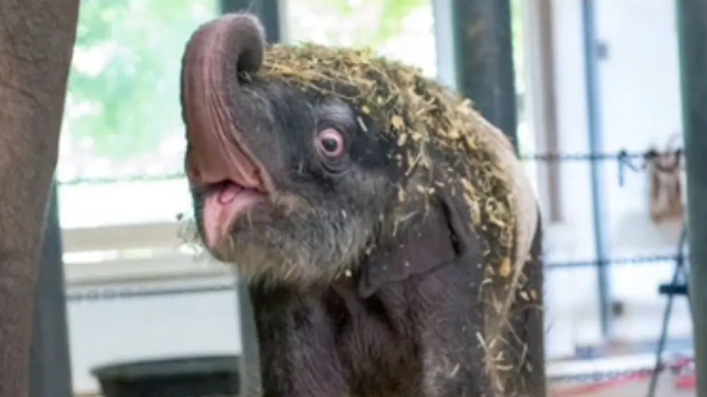 Kirby the Baby Elephant