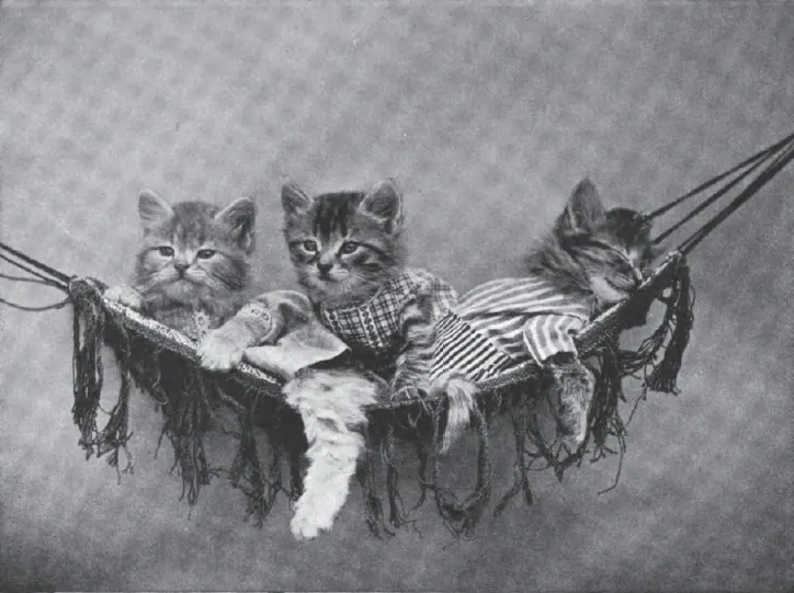 Kittens in a Hammock