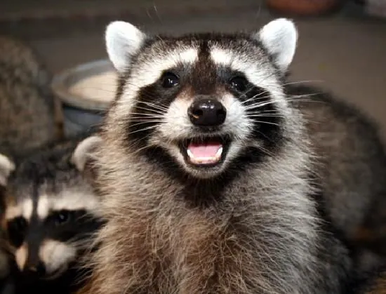 Lame Pun Coon