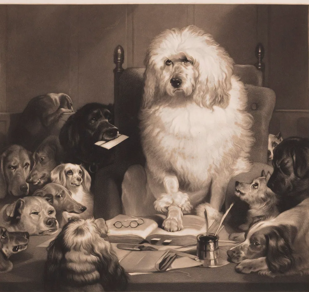 Dog Judge Laying Down the Law