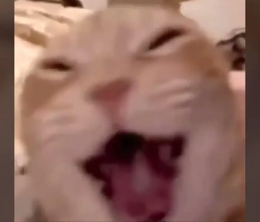 Laughing Cat