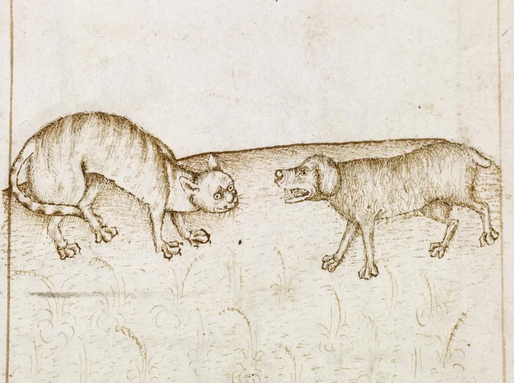 Medieval Cat vs Dog