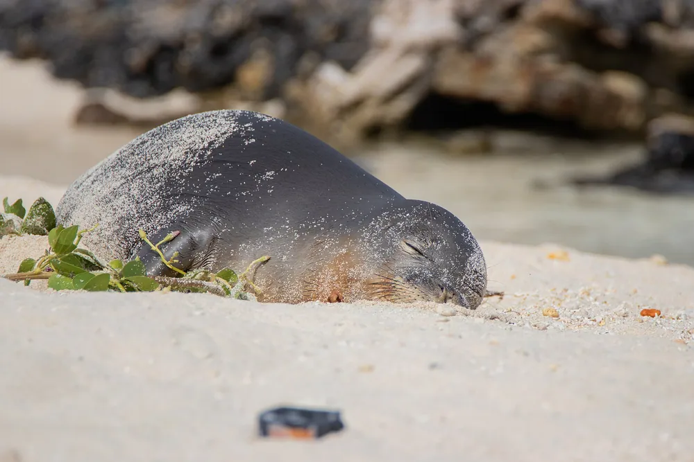 Beach Nap Seal