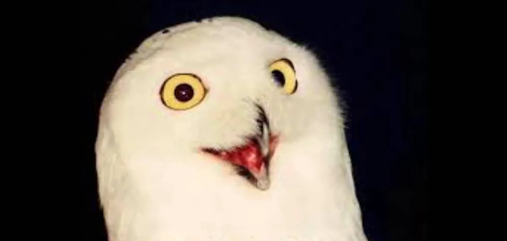 O RLY? Owl