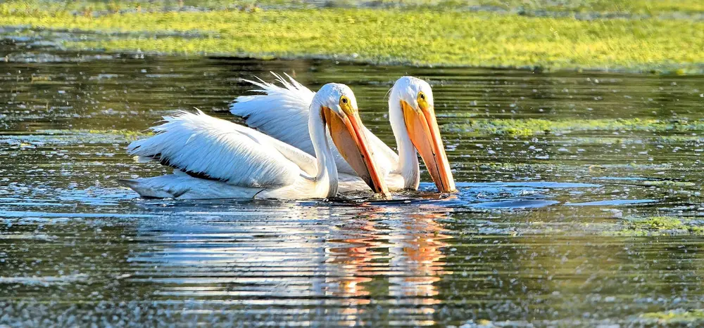 Synchronized Pelicans