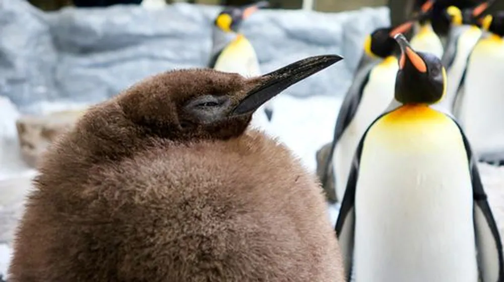 Pesto the Penguin