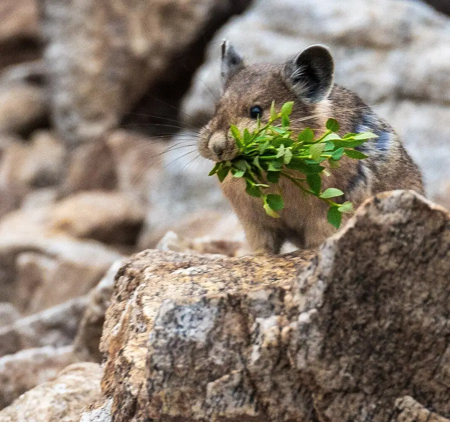 Pika With a Mouthful